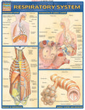 Respiratory System: Quickstudy Laminated Reference Guide