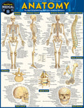 Anatomy: Quickstudy Laminated Reference Guide