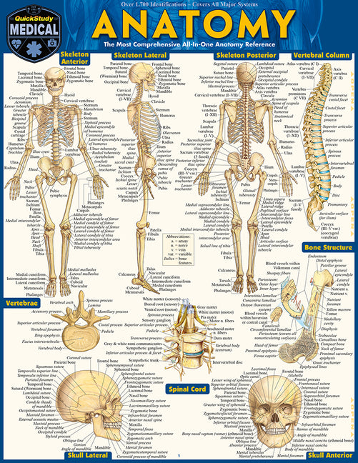 Anatomy: Quickstudy Laminated Reference Guide